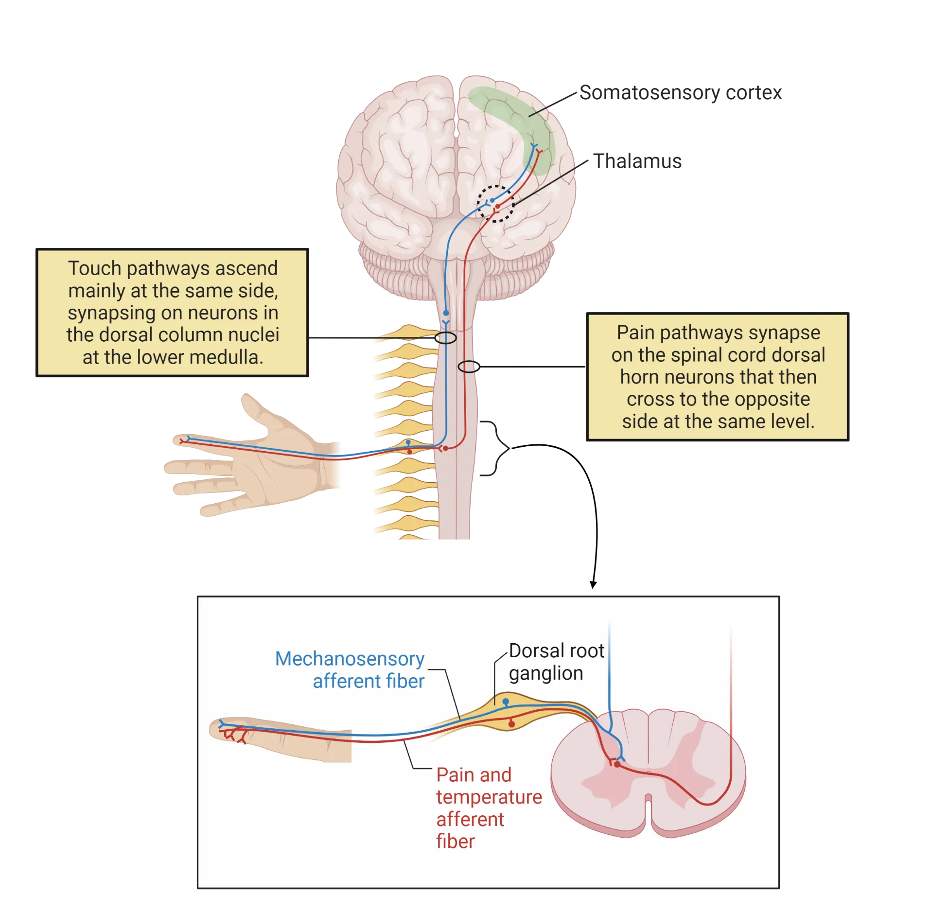 Top: A diagram of a finger with touch and pain fibers connecting to spinal cord. Touch pathways project up, ipsilaterally. Pain pathways synapse then send pathways contralaterally then up. Connections to contralateral thalamus for both pathways are shown, followed by projections to primary somatosensory cortex. Bottom: A diagram of a finger with touch and pain fibers connecting to a horizontal section of spinal cord. From the dorsal horn, touch pathways project up, ipsilaterally. Pain pathways synapse on a dorsal horn neuron and the next neuron sends pathways contralaterally then up.