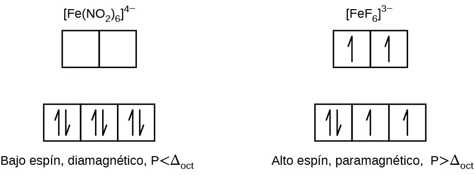 Se muestra un diagrama con dos columnas y dos filas de cuadrados delineados en amarillo. La primera columna está marcada como "[F e ( N O subíndice 2 ) subíndice 6 ] superíndice 4 signo menos". La segunda está marcada como "[F e F subíndice 6 ] superíndice 3 signo menos". En la columna de la izquierda se muestran tres cuadrados vinculados y delineados en amarillo. Cada uno de los cuadrados contiene dos medias flechas, una que apunta hacia arriba y otra hacia abajo. En una fila, justo encima, aparecen dos cuadrados vinculados que están vacíos. Debajo de la columna aparece la marcación "bajo espín, diamagnético, P inferior a delta mayúscula subíndice oct". En la columna de la derecha, se muestran tres cuadrados vinculados y delineados en amarillo. El cuadrado de la izquierda contiene dos medias flechas, una que apunta hacia arriba y otra hacia abajo. Los otros dos cuadrados contienen cada uno una media flecha que apunta hacia arriba. En una fila justo encima, se muestran dos cuadrados vinculados que contienen cada uno una media flecha que apunta hacia arriba. Debajo de la columna aparece la marcación "alto espín, paramagnético, P mayor que delta mayúscula subíndice oct".