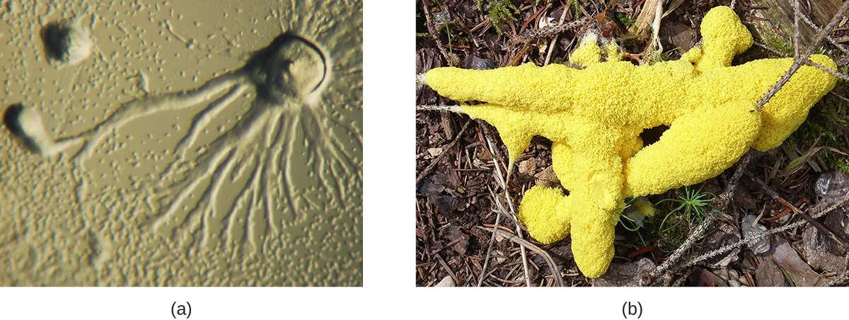 a) A micrograph wshwoing a circular dome with long branches emanating outward. B) A photograph showing a yellow structure that looks like foam on a branch.