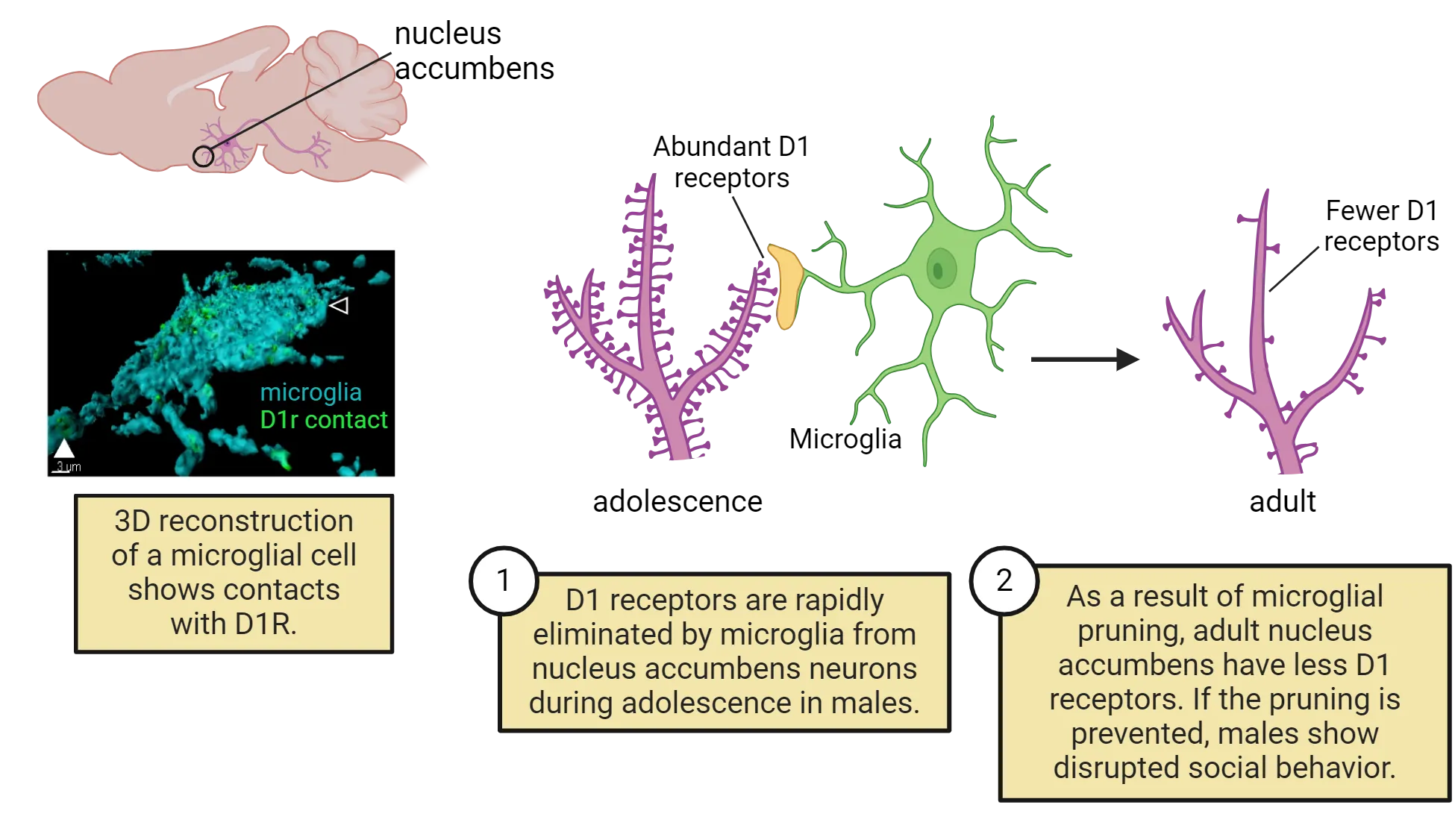 In the upper left, a 3D fluorescent image shows microglial processes surrounding space labeled as “D1r contact”. The rest of the image is a diagram of dendrites zoomed in from the nucleus accumbens of a rodent brain. On the left is a dendrite covered with many D1 receptors and a microglial cell engulfing some of them. D1 receptors are rapidly eliminated by microglia from nucleus accumbens neurons during adolescence in males. On the right, a dendrite with few D1 receptors is shown. As a result of microglial pruning, adult nucleus accumbens have less D1 receptors. If the pruning is prevented, males show disrupted social behavior.