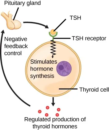 The illustration shows the pituitary gland secreting TSH, which binds to a TSH receptor on a thyroid cell. This then stimulates hormone synthesis and the regulated production of thyroid hormones, which are connected to the pituitary gland under negative feedback control.