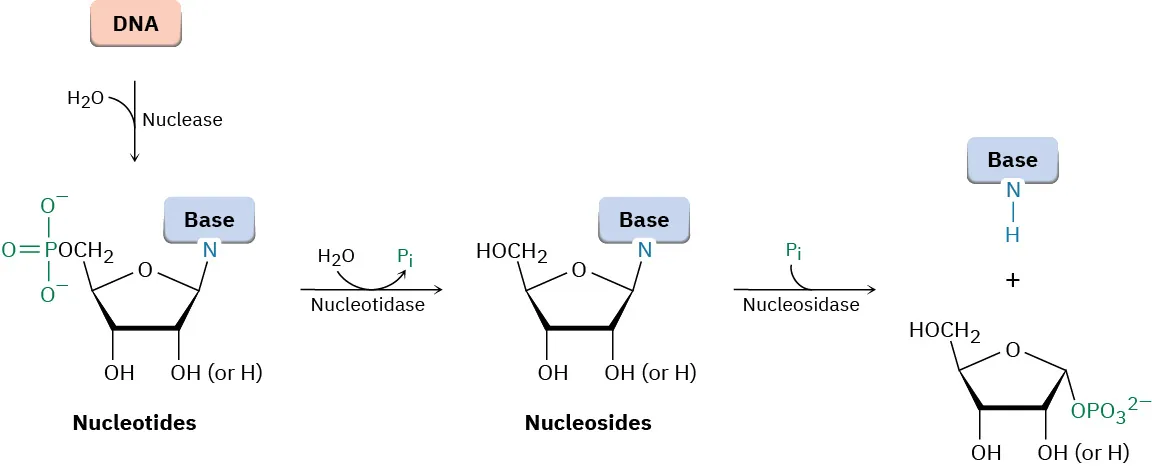 D N A with nuclease and water is cleaved to nucleotides. Nucleotidase liberates phosphate from nucleotides. Resulting nucleoside liberates phosphate upon interaction with nucleosidase forming free base and pentose sugars.