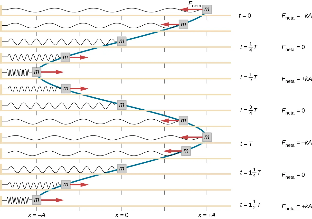 Se muestra una serie de ilustraciones de una masa, unida a un resorte horizontal y que se desliza sobre una superficie horizontal. La posición de la masa, el resorte y la fuerza sobre la masa se ilustran cada octavo periodo desde t = 0 hasta t = un periodo y medio. Las ilustraciones se alinean verticalmente y las posiciones de la masa se conectan de un gráfico al siguiente mediante una línea azul, lo que crea un gráfico de la dependencia de la posición (horizontal) sobre el tiempo (vertical). La posición x = 0 está en el centro de la superficie horizontal. En el gráfico superior, la masa está en x = +A, la fuerza neta está a la izquierda y es igual a – k A. El resorte está estirado al máximo. El tiempo es t = 0. En el segundo gráfico, la masa está entre x = +A/2 y x = A, la fuerza neta está a la izquierda y es menor que en el gráfico anterior. El resorte se estira menos que en t = 0. En el tercer gráfico, la masa está en x = 0, no hay fuerza neta. El resorte está relajado. El tiempo es t = un cuarto de T. En el cuarto gráfico, la masa está entre x = –A/2 y x = –A, la fuerza neta está a la derecha. La magnitud de la fuerza es la misma que la del segundo gráfico. El resorte está algo comprimido. En el quinto gráfico, la masa está en x = –A, la fuerza neta está a la derecha y es igual a + k A. El resorte está comprimido al máximo. El tiempo es t = 1/2 T. En el sexto gráfico, la masa está entre x = –A/2 y x = –A, la fuerza neta está a la derecha. La magnitud de la fuerza es la misma que la del segundo gráfico. El resorte está algo comprimido. Este gráfico es idéntico al cuarto gráfico. En el séptimo gráfico, la masa está en x = 0, no hay fuerza neta. El resorte está relajado. El tiempo es t = 3/4 T. Este gráfico es idéntico al tercer gráfico. En el octavo gráfico, la masa está entre x = +A/2 y x = A, la fuerza neta está a la izquierda. Este gráfico es idéntico al segundo gráfico. En el noveno gráfico, la masa está en x = +A, la fuerza neta está a la izquierda y es igual a –k A. El resorte está estirado al máximo. El tiempo es t = 0. Este gráfico es idéntico al primer gráfico (superior). Los cuatro gráficos restantes repiten los gráficos segundo, tercero, cuarto y quinto, con el tiempo del undécimo gráfico en t = 1 y 1/4 T y el decimotercero en t = 1 y 1/2 T. La curva que une las posiciones de la masa forma una curva sinusoidal vertical.