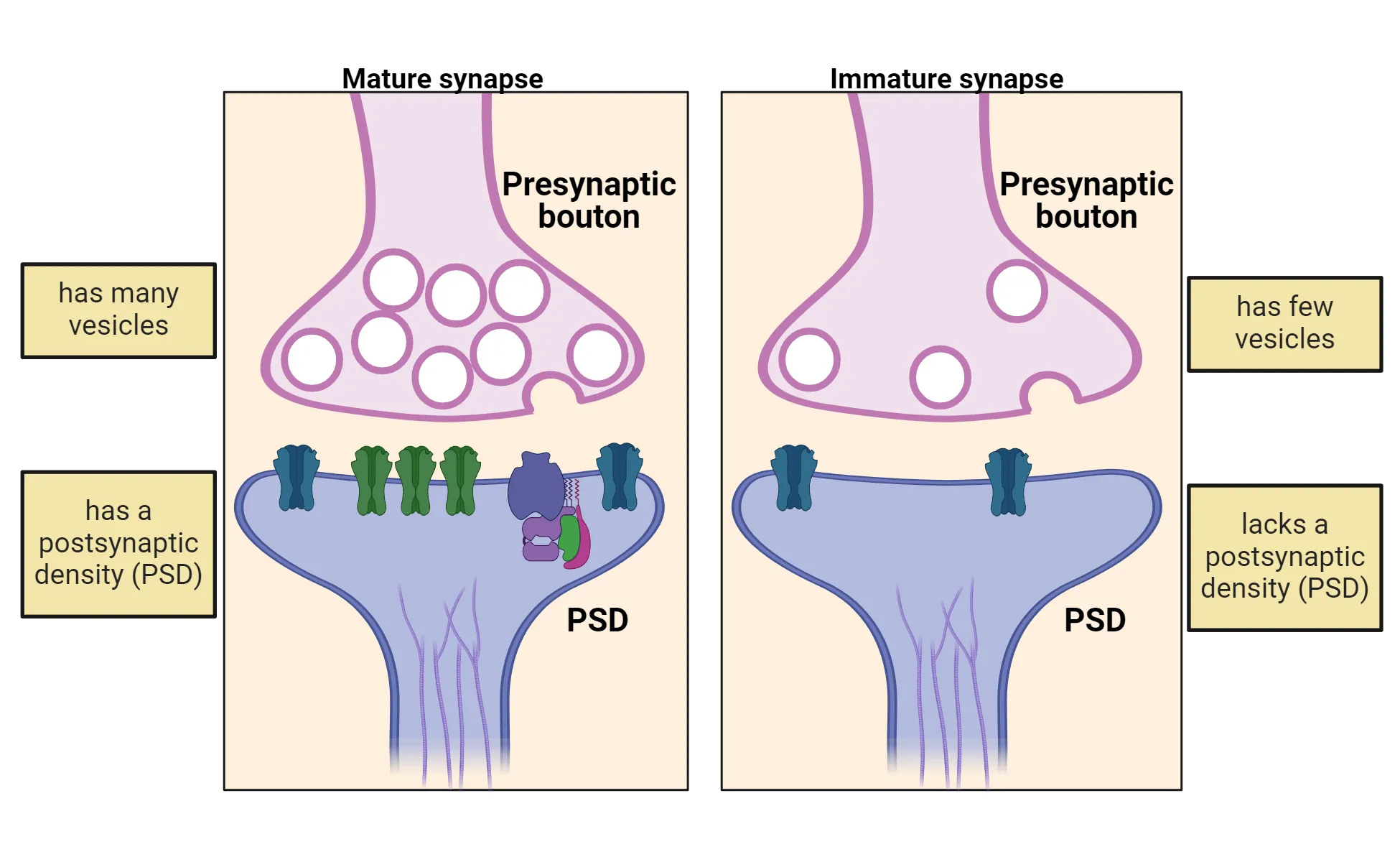 Diagram of major features of a mature and immature synapse. The mature synapse is shown having many vesicles and a PSD. The immature synapse has fewer vesicles and lacks a PSD.