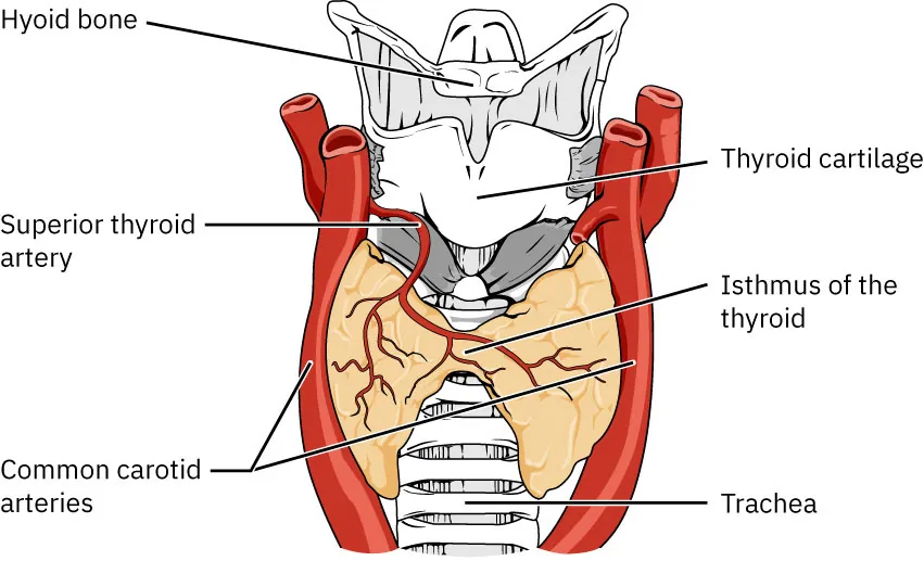 Illustration of thyroid with parts labeled: Hyoid bone, Thyroid cartilage, Superior thyroid artery, Isthmus of the thyroid, Common carotid arteries, Trachea.