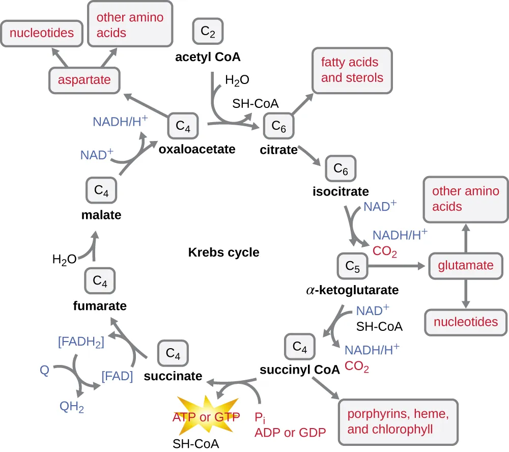 Details of the Kreb’s cycle. Description below.