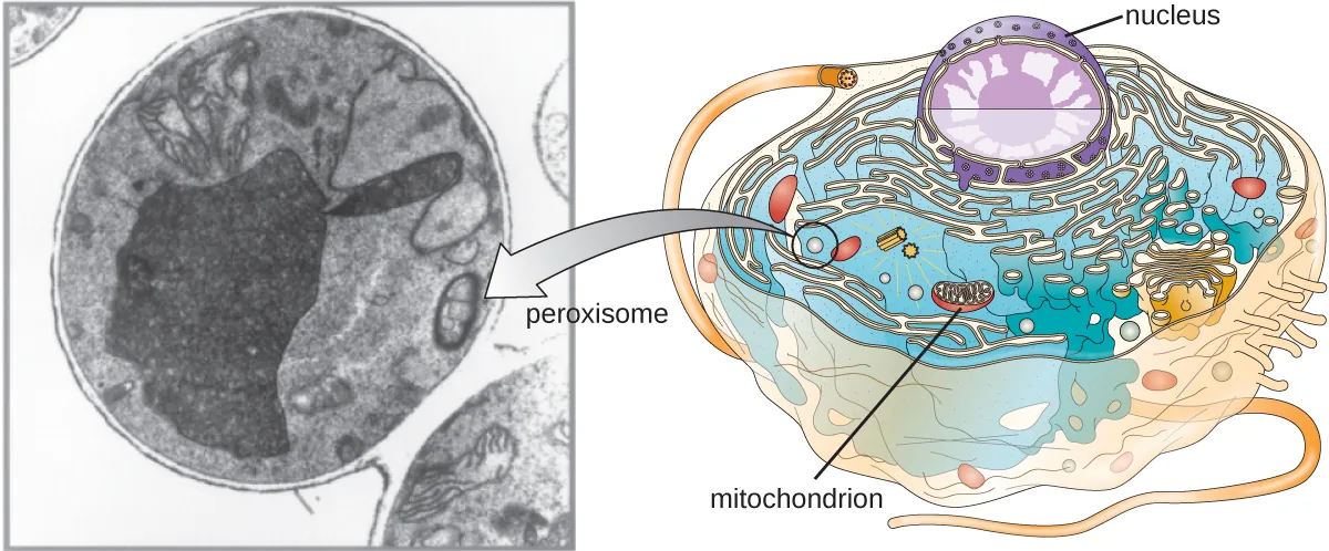 Peroxisomes. Description below.
