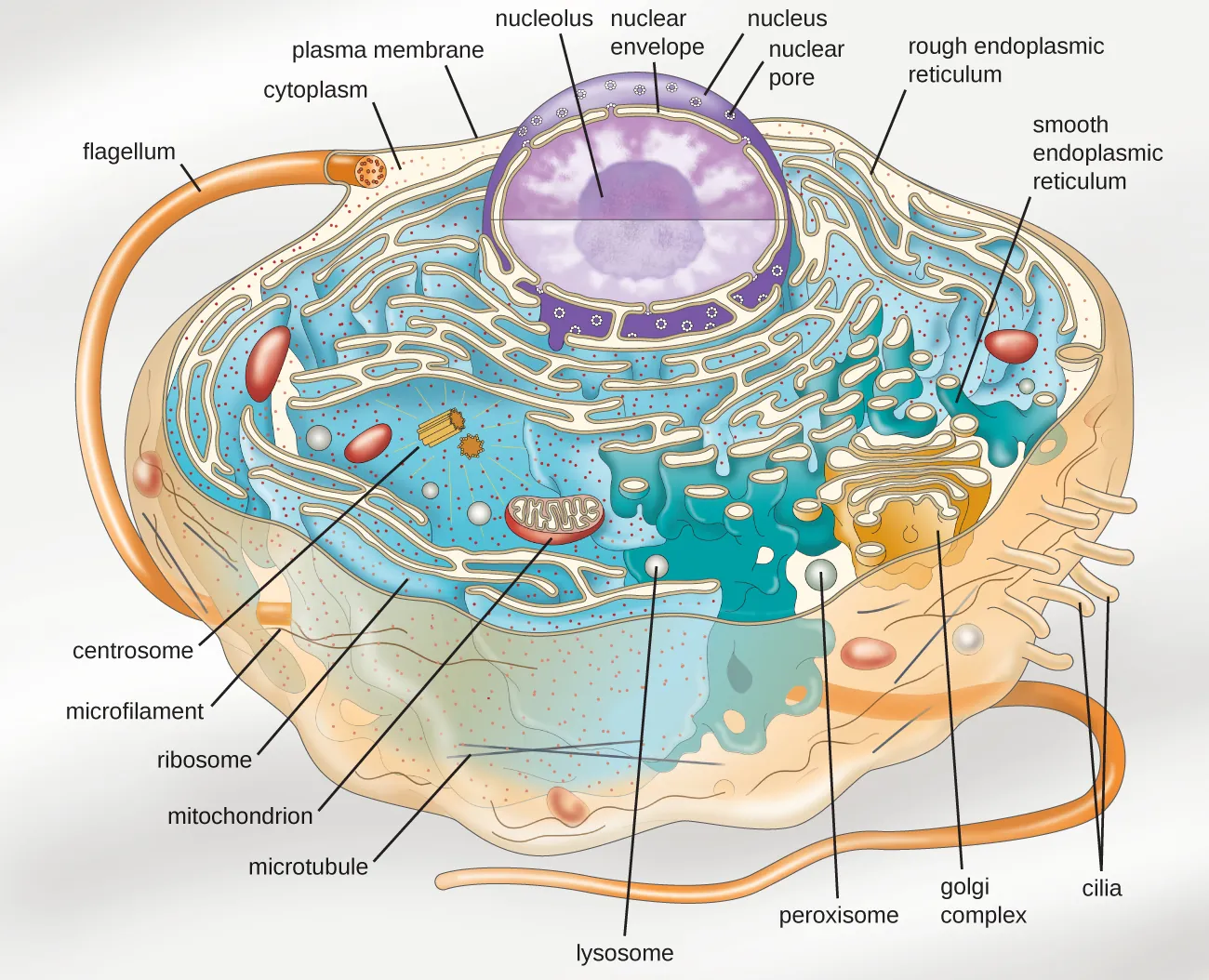 A diagram of a large cell. Description below.