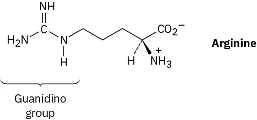 The structure of L- arginine in which the guanidino group is labeled. It comprises wedged bonded  C1 amine cation and carboxylate ion.