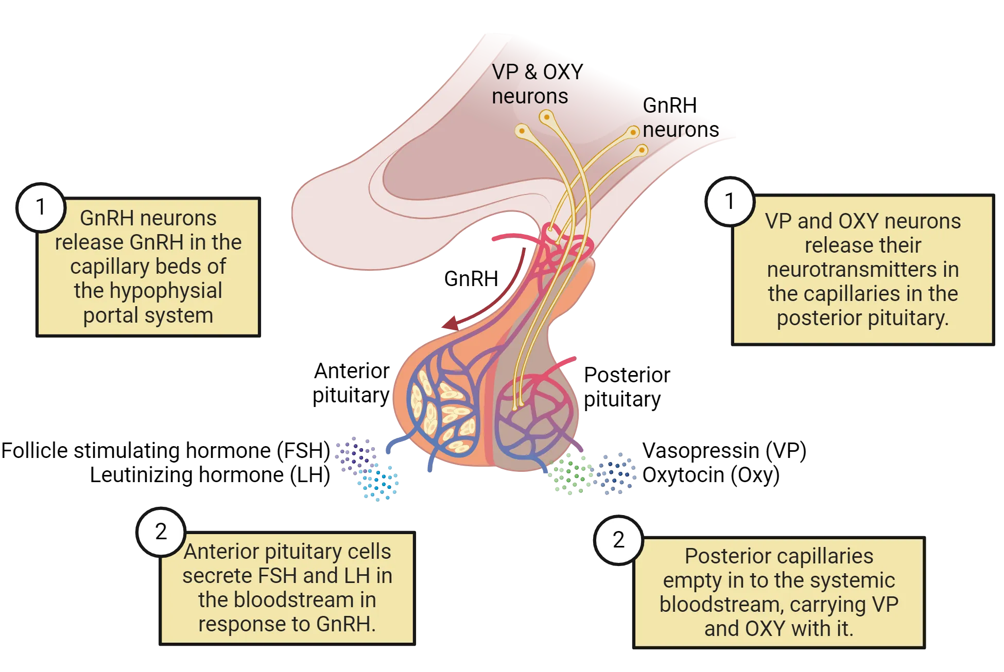 Diagram of the hypothalamus and attached pituitary gland. GnRH neurons release GnRH in the capillary beds of the hypophysial portal system. Anterior pituitary cells secrete FSH and LH in the bloodstream in response to GnRH. VP and OXY neurons release their neurotransmitters in the capillaries in the posterior pituitary. Posterior capillaries empty in to the systemic bloodstream, carrying VP and OXY with it.