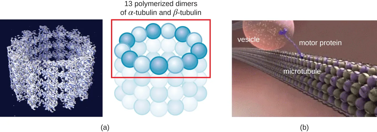 Microtubules. Description below.