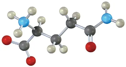 A ball-and-stick model of a five-carbon chain with an amide group at C 1, an amine and a  carboxylic acid anion at C 3.