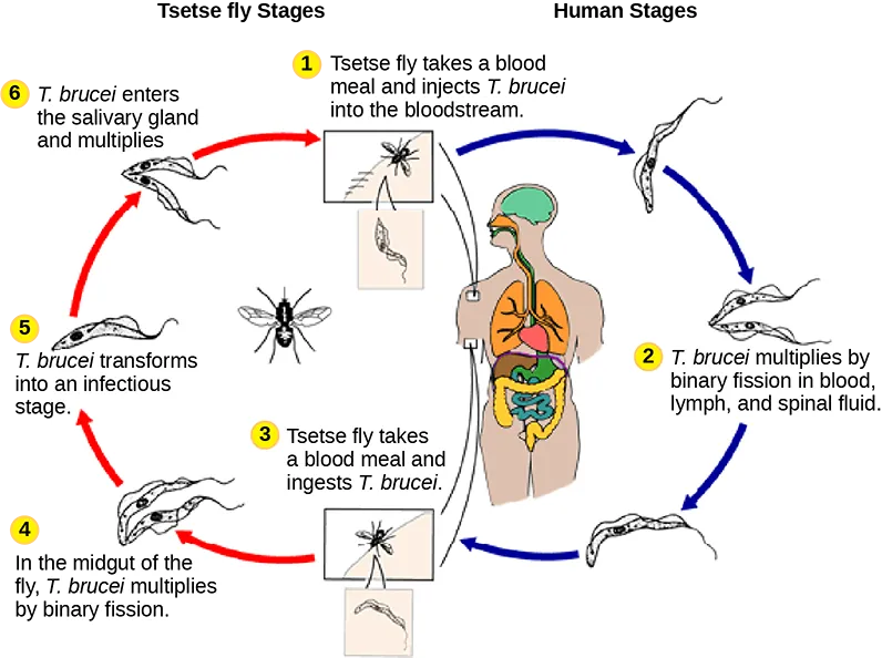 The life cycle of T brucei begins when the tsetse fly takes a blood meal from a human host, and injects the parasite into the bloodstream (step 1). T brucei multiplies by binary fission in blood, lymph and spinal fluid (step 2). When another tsetse fly bites the infected person, it takes up the pathogen (step 3), which then multiplies by binary fission in the fly's midgut (step 4). T brucei transforms into an infectious stage (step 5) and enters the salivary gland, where it multiplies (step 6). The cycle is completed when the fly takes a blood meal from another human.