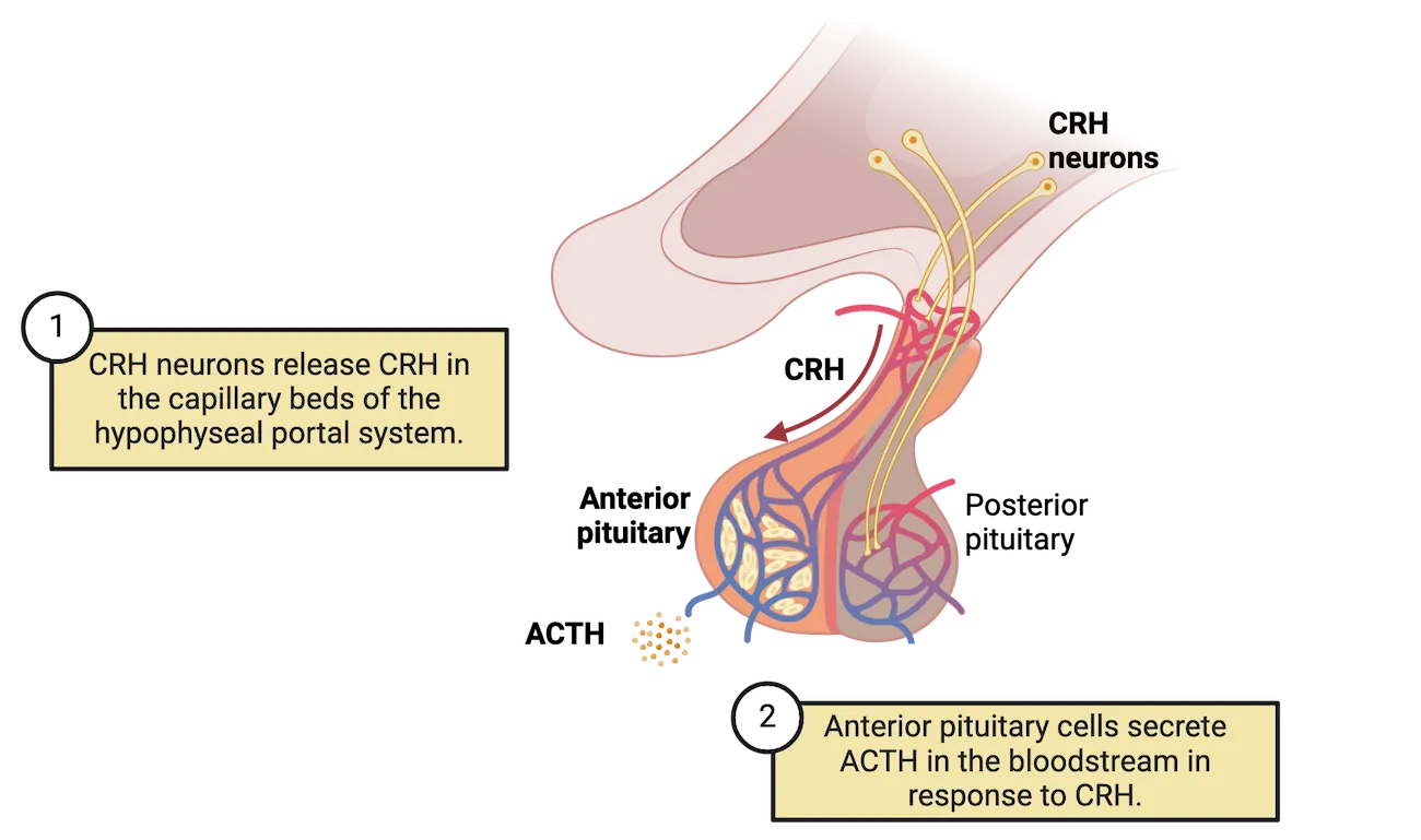 Diagram of hypothalamus and pituitary beneath it. CRH neurons terminate on a network of vessels that enmeshes the anterior pituitary. 1) CRH neurons release CRH in the capillary beds of the hypophysial portal system. 2) Anterior pituitary cells secrete ACTH in the bloodstream in response to CRH.