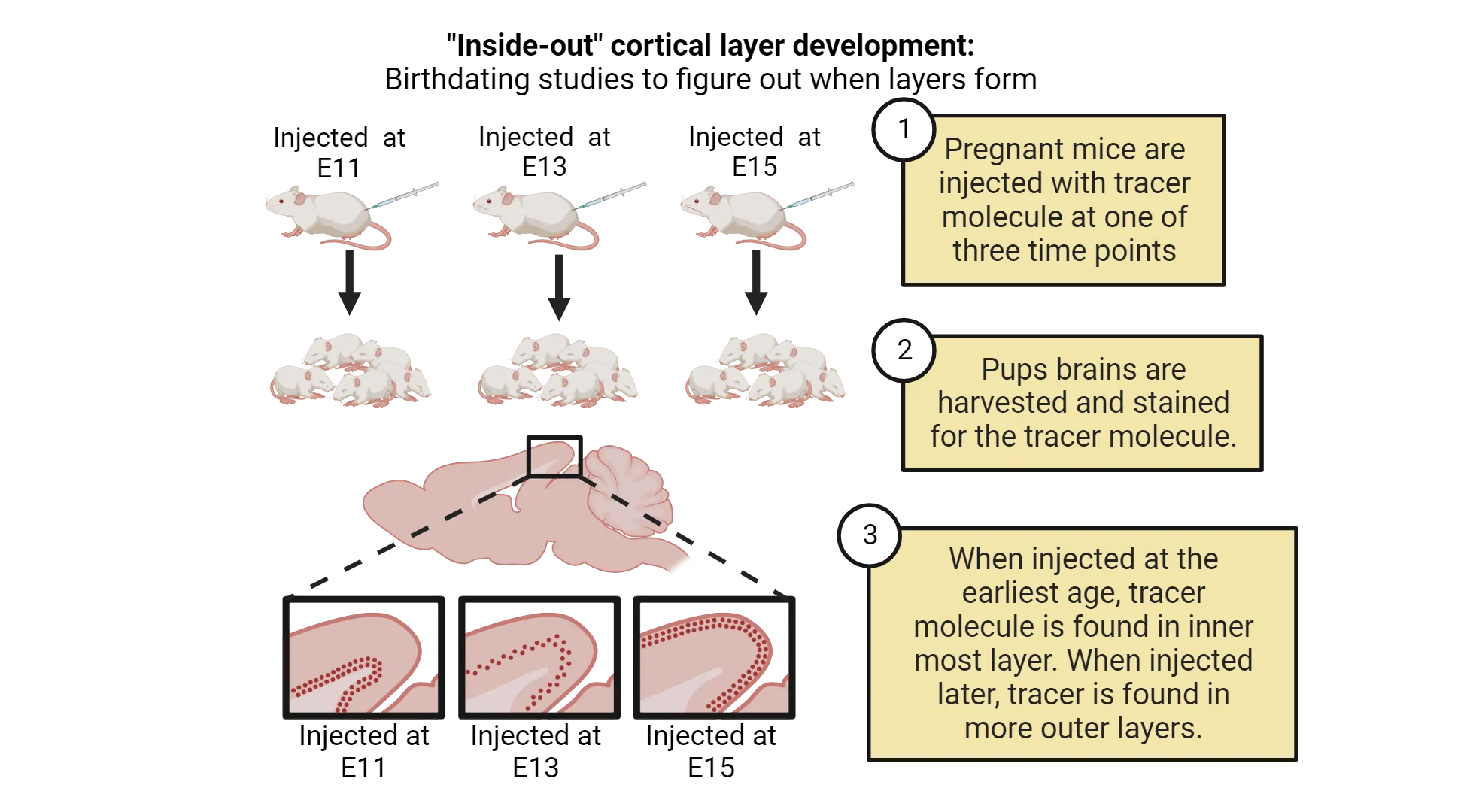 A diagram of the experimental design and results described in the main text. Three mother mice are shown getting an injection at E11, 13 or 15. Brain slices from their offspring are shown with tracer-marked cells in the inner, middle or outer layer of cortex, in order accoriding to when their mother was injected (E11, 13 or 15 respectively).