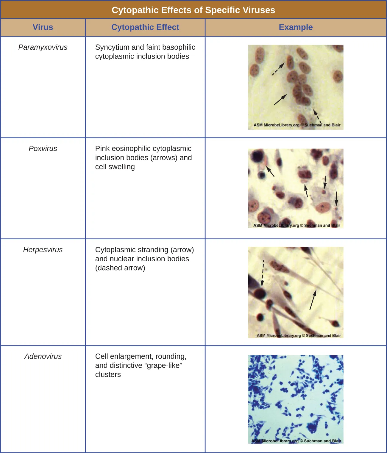Cytopathic effects of specific viruses. Description below.