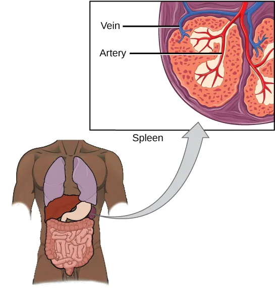 An illustration shows a cross section of a part of a spleen, which is located the upper left part of the abdomen. An inset diagram shows arteries and veins extending into the tissue of the spleen.