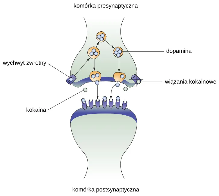 An illustration of a presynaptic cell and a postsynaptic cell shows these cells’ interactions with cocaine and dopamine molecules. The presynaptic cell contains two cylinder-shaped channels, one on each side near where it faces the postsynaptic cell. The postsynaptic cell contains several receptors, side-by-side across the area that faces the presynaptic cell. In the space between the two cells, there are both cocaine and dopamine molecules. One of the cocaine molecules attaches to one of the presynaptic cell’s channels. This cocaine molecule is labeled “bound cocaine.” An X-shape is shown over the top of the bound cocaine and the channel to indicate that the cocaine does not enter the presynaptic cell. A dopamine molecule is shown inside of the presynaptic cell’s other channel. Arrows connect this dopamine molecule to several others inside of the presynaptic cell. More arrows connect to more dopamine molecules, tracing their paths from the channel into the presynaptic cell, and out into the space between the presynaptic cell and the postsynaptic cell. Arrows extend from two of the dopamine molecules in this in-between space to the postsynaptic cell’s receptors. Only the dopamine molecules are shown binding to the postsynaptic cell’s receptors.