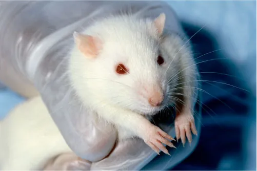 Photo of a white rat.