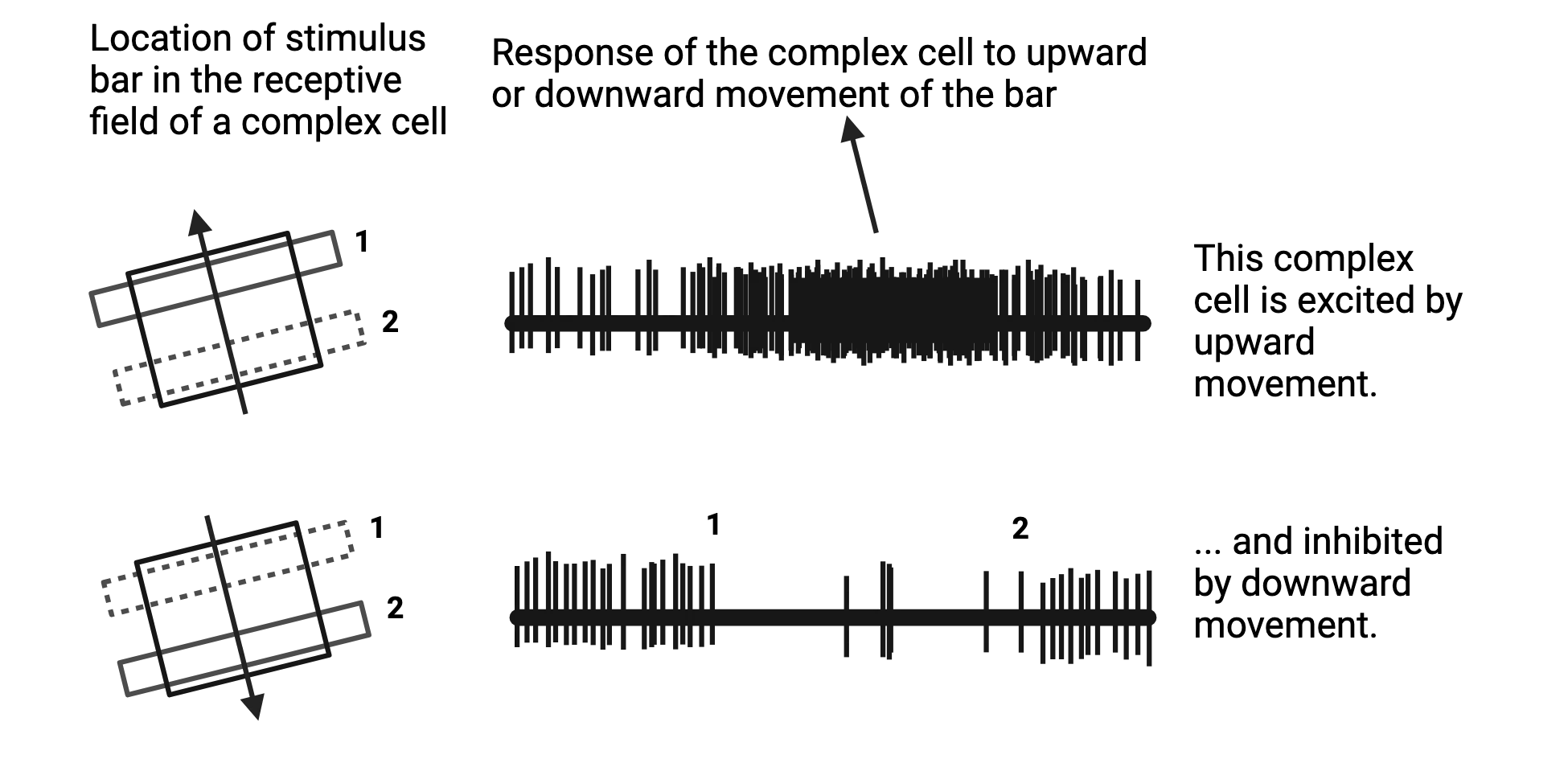 Diagram showing example stimuli for complex cells and the resulting action potential firing (as an electrophysiological trace). Top: A rectangular receptive field has a bar moving through it from bottom to top or top to bottom. For bottom to top, many action potentials fire. For top to bottom, action potentials are inhibited below basal firing rate. This complex cell responds to upward movement.