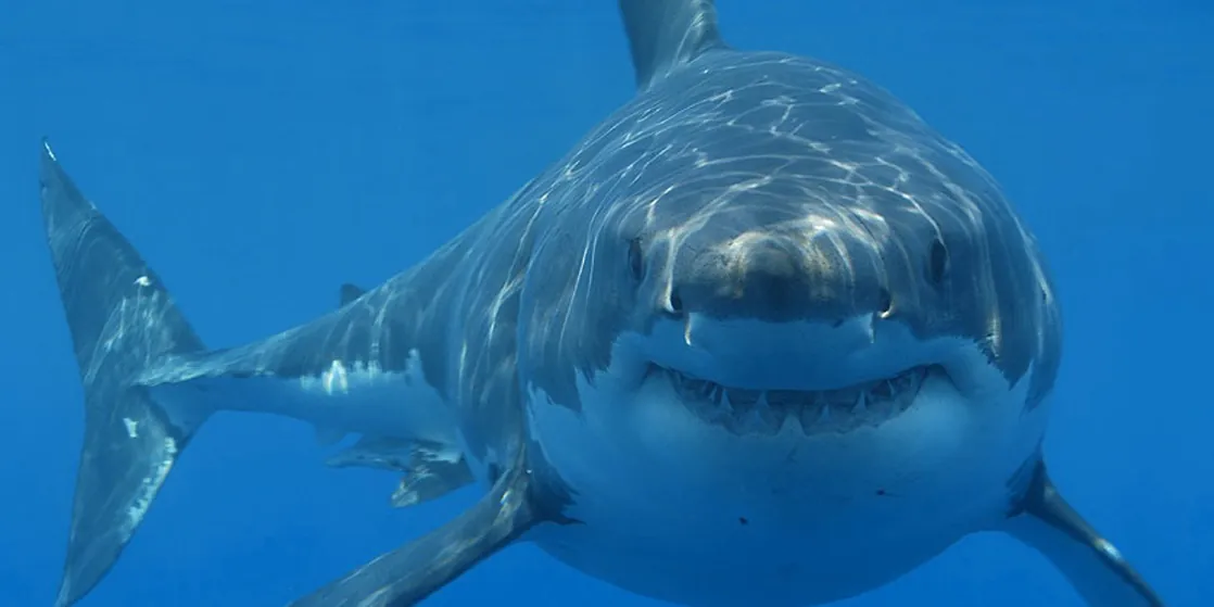 Photo shows a shark swimming toward the camera.