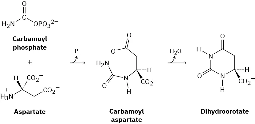 The reaction of aspartate with carbamoyl phosphate gives carbamoyl aspartate with the removal of phosphate. It further undergoes cyclization to form dihydroorotate with the removal of a water molecule.