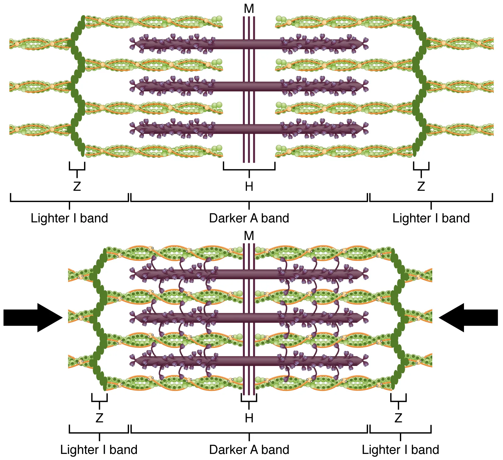 This diagram shows how muscle contracts. The top panel shows the stretched filaments and the bottom panel shows the compressed filaments.
