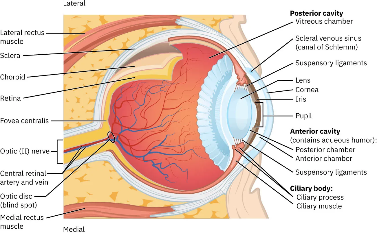 lateral view of a human eye