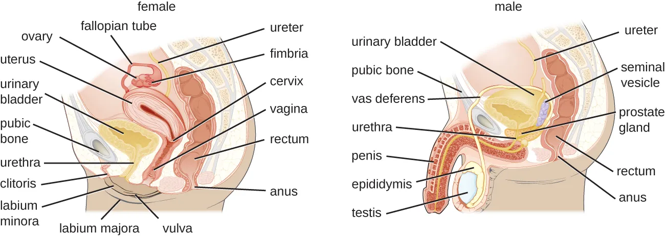 A longitudinal section of the female reproductive and urinary systems. Description below.