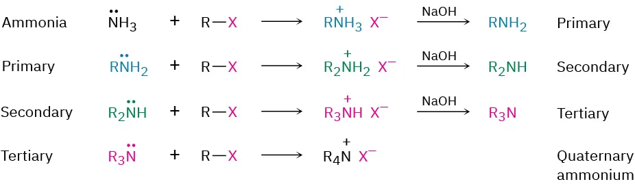 The primary, secondary, and tertiary amine and quaternary ammonium salt are formed from ammonia, primary, secondary, and tertiary amine, respectively.