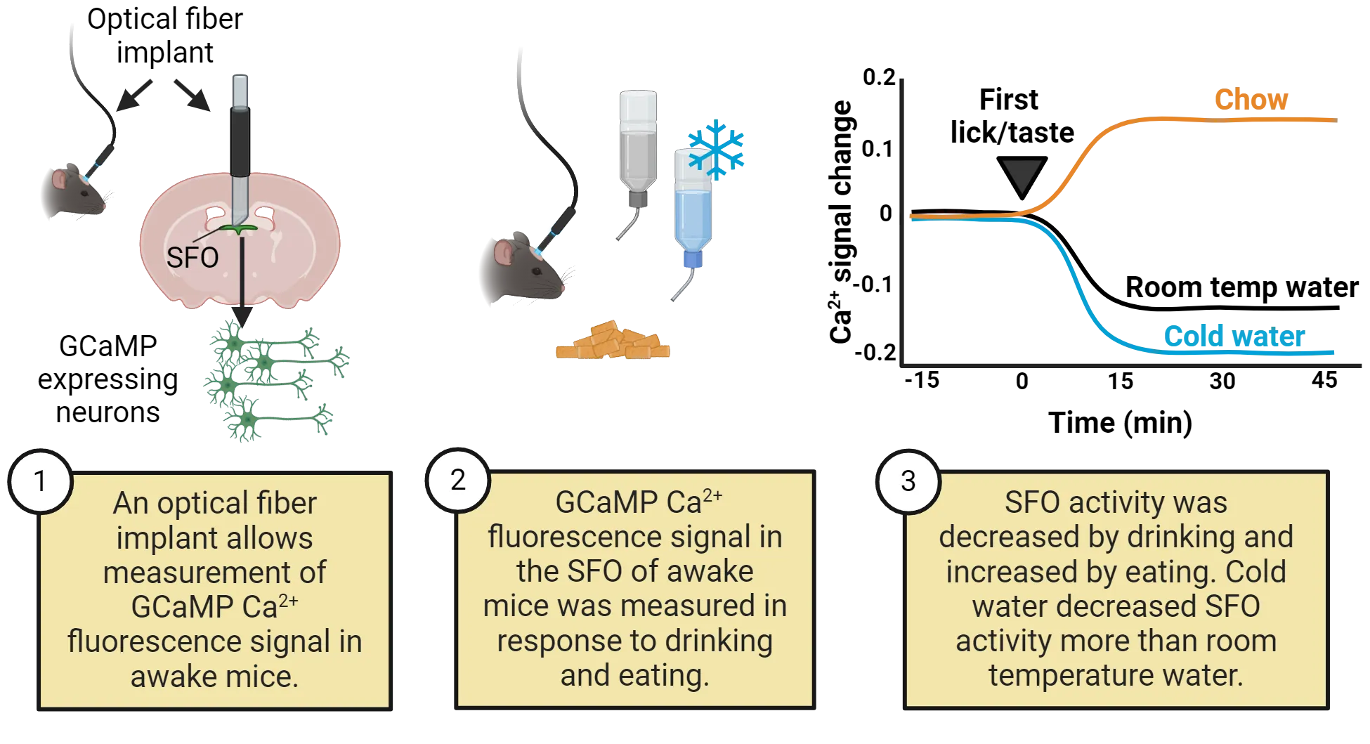 Three-part diagram. 1) Diagram showing that an optical fiber implant allows measurement of GCaMP Ca2+ fluorescence signal in in the SFO of awake mice. SFO is shown in coronal brain slice, at midline just ventral to the septum and lateral ventricles. 2) Diagram of mouse with fiber implant approaching food and water. GCaMP Ca2+ fluorescence signal in the SFO of awake mice was measured in response to drinking (cold and room temperature) and eating. 3) Line graph showing that SFO activity was decreased by drinking and increased by eating. Cold water decreased SFO activity more than room temperature water.