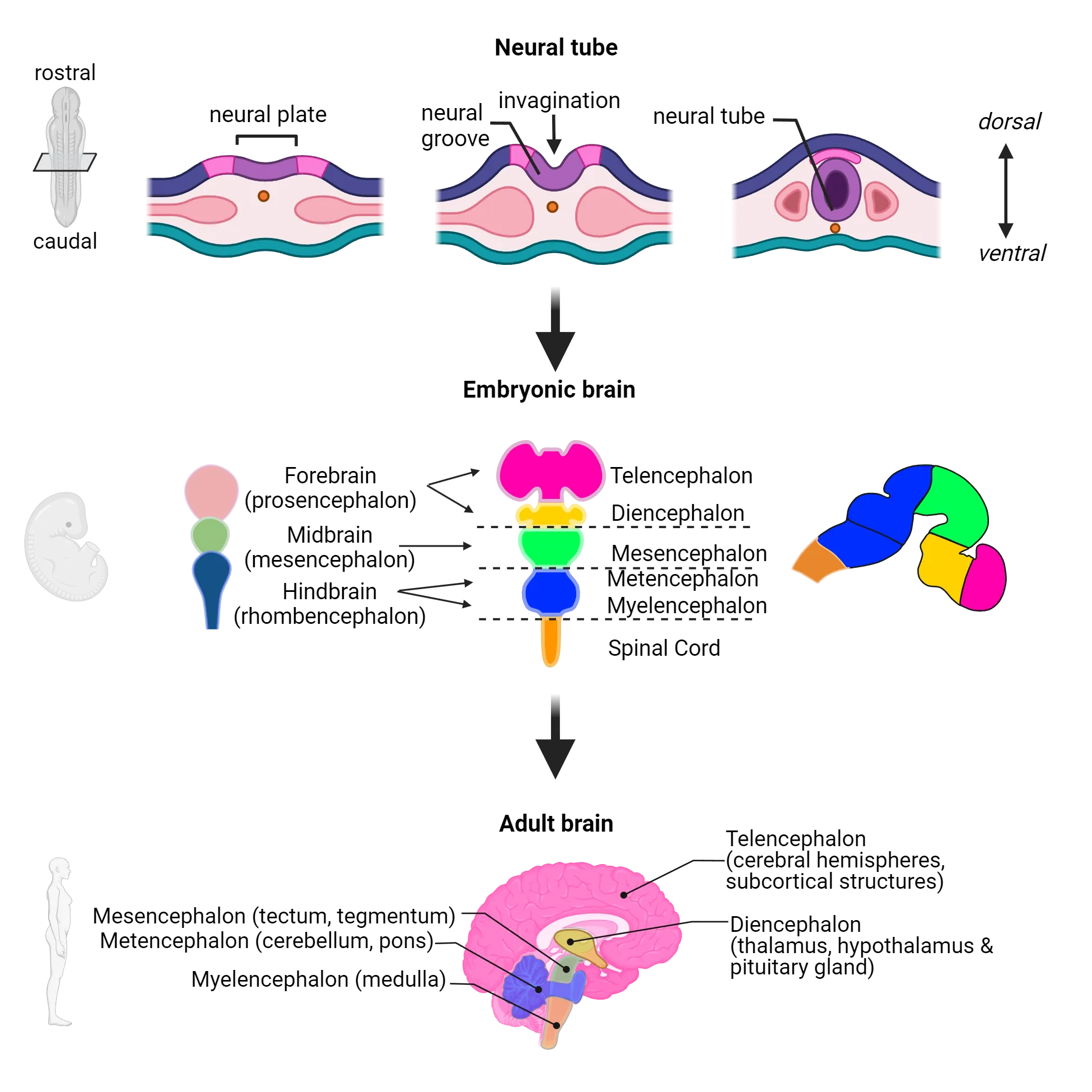 Diagram showing overview of neurodevelopmental steps from formation of neural plate through adult brain. The neural plate is diagrammed as midline tissue that starts flat then invaginates and closes to form the neural tube. Next, the neural tube is shown differentiating into forebrain, midbrain and hindbrain with those divisions further dividing into the 5 major divisions listed in the main text. A sagittal view of the neural tube at this phase shows it starting to curl over on the anterior end to form the brain. The 5 major divisions are shown preserved in the adult brain.