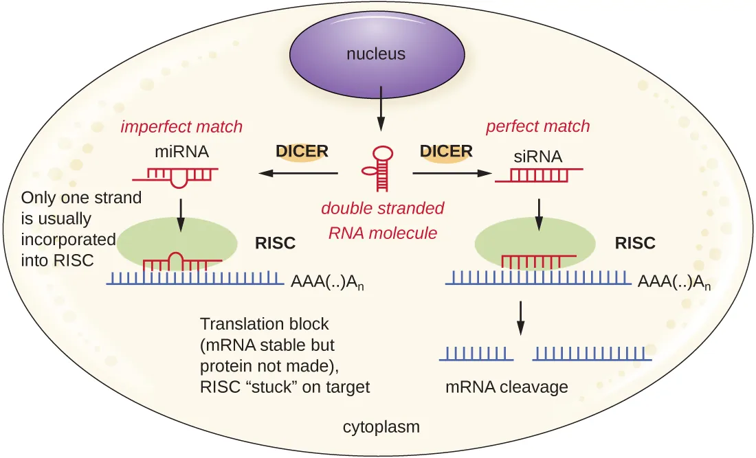 Producing double stranded RNA from DNA in the nucleus. Description below.