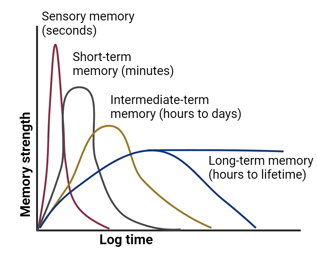 Line graph representing strength of memories over time. Sensory memories peak in seconds then fade. Short-term memories peak in minutes then fade. Intermediate term memories peak hours to days then fade. Long-term memories either: peak and fade on a long time scale or stay at their peak for a lifetime.