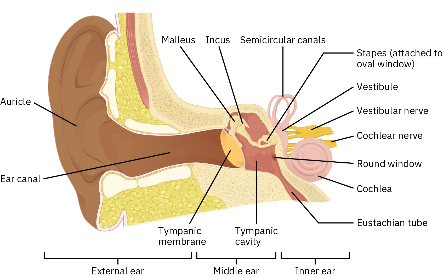 A diagram shows the structures of the outer ear, middle ear, and inner ear. Structures of the outer ear include the auricle and ear canal. Structures of the middle ear include the tympanic membrane, tympanic cavity, malleus, incus, and stapes. Structures of the inner ear include the eustachian tube, cochlea, round window, cochlear nerve, vestibular nerve,  vestibule, and semicircular canals.
