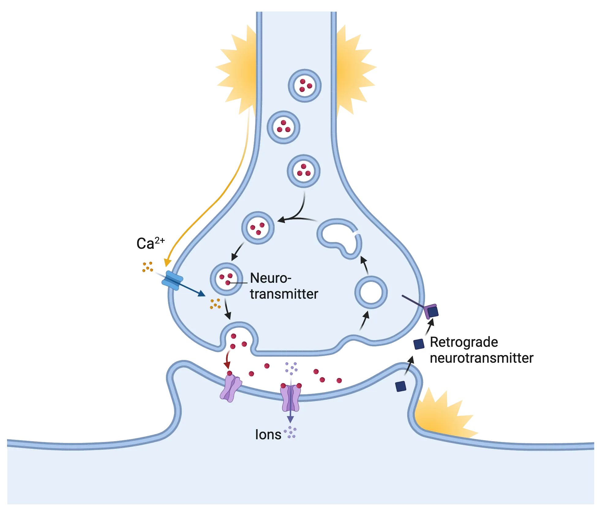 Diagram of a synapse showing a retrograde neurotransmitter being release through the postsynaptic membrane to bind a presynaptic receptor in response to post-synaptic neurotransmitter binding.