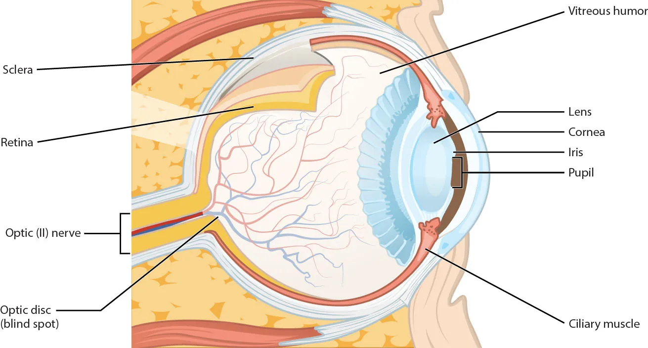 A diagram of the structures of the eye.