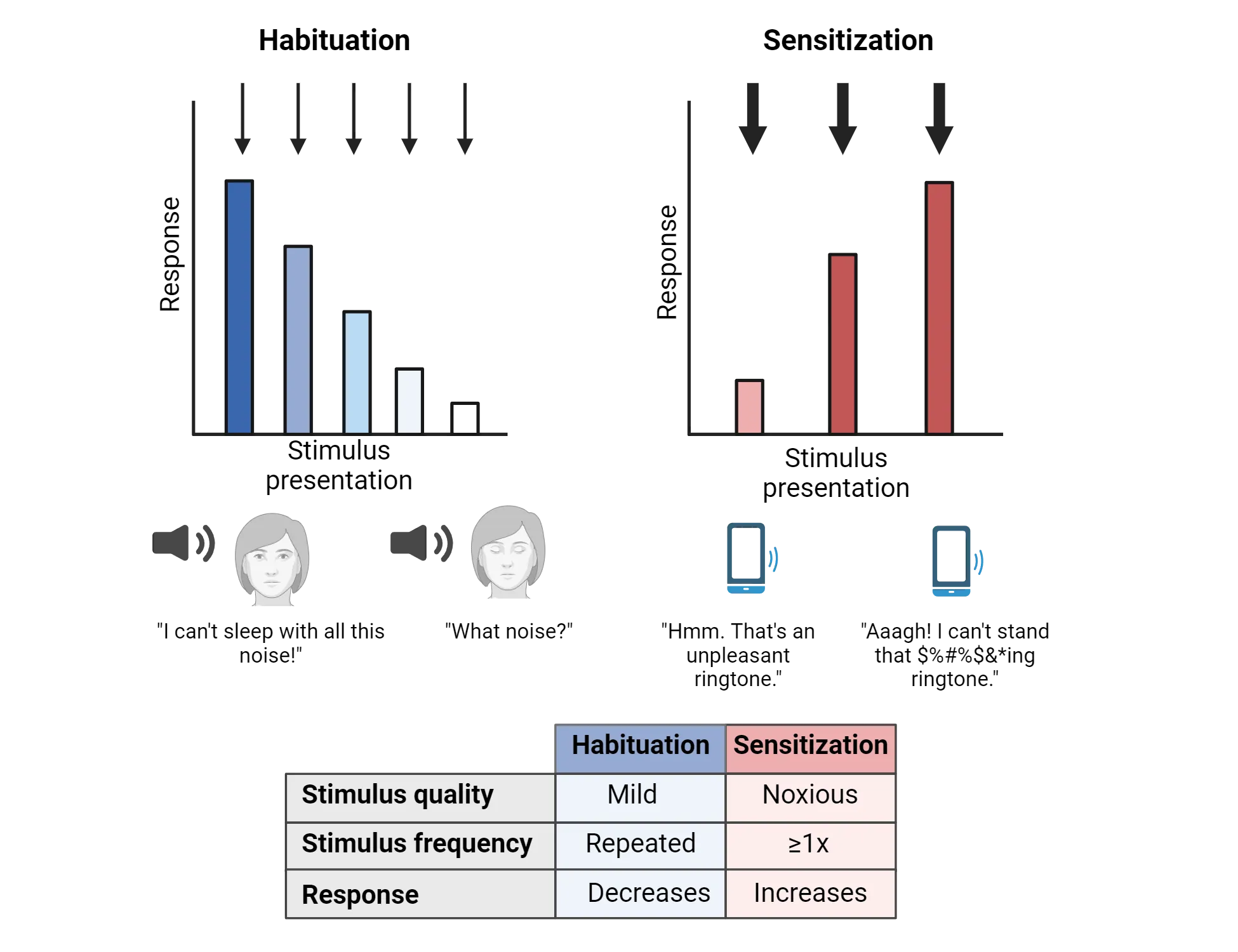 Top shows comparisons of response magnitude to a stimulus for habituation versus sensitization. Response diminishes with repeated exposure in habituation and increases in response to sensitization. Sensitizing stimulus is represented as being greater magnitude and less frequent than habituation stimulus. Example habituation: being unable to sleep through noise then not noticing the noise. Example sensitization: finding a ring tone unpleasant at first then later finding it very annoying. Bottom shows a chart comparing stimulus quality (habituation = mild, sensitization = noxious), stimulus frequency (habituation = repeated, sensitization = greater than or equal to 1), response (habituation = decreases, sensitization = increases).