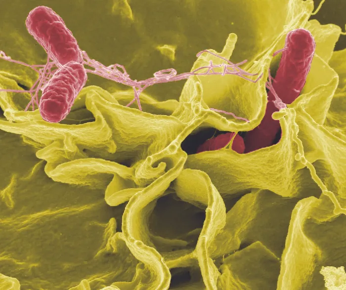 Micrograph of rod shaped cells bound by fibers.