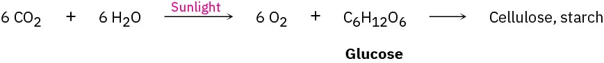 Glucose is produced in plants along with oxygen through photosynthesis from carbon dioxide and water in the presence of sunlight. Glucose is converted to other products named cellulose and starch.