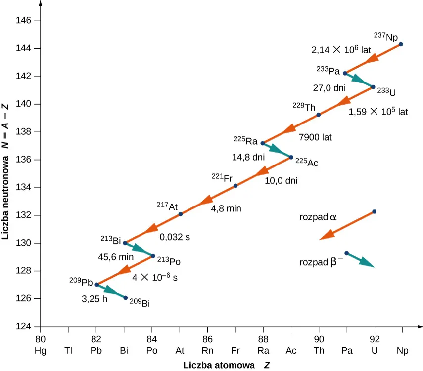 Przedstawiono wykres liczby neutronów N = A - Z względem liczby atomowej Z. Rozpad alfa reprezentują czerwone strzałki skierowane w lewo, co wskazuje na spadek zarówno N, jak i Z. Rozpad beta jest reprezentowany przez niebieskie strzałki skierowane w prawo w dół, wskazując spadek N i wzrost Z. Rozpad ten przedstawia się następująco: Rozpad Alpha z 237 Np do 233 Pa w 2,14 razy 10 do potęgi 6 lat. Rozpad beta od 233 Pa do 233 U w 27 dni. Rozpad alfa od 233 U do 229 Th w 1,59 razy 10 do potęgi 5 lat i od 229 do 225 Ra w 7900 lat. Rozpad beta od 225 Ra do 225 Ac w 14,8 dnia. Rozpad alfa od 225 Ac do 221 Fr w 10 dni, od 221 Fr do 217 At w 4.8 minut i od 217 At do 213 Bi w 0.032 sekundy. Rozpad beta od 213 Bi do 213 Po w ciągu 45,6 minut. Rozpad alfa od 213 Po do 209 Pb w 4 razy 10 do potęgi minus 6 sekund. Rozpad beta od 209 Pb do 209 Bi w ciągu 3,25 godziny.