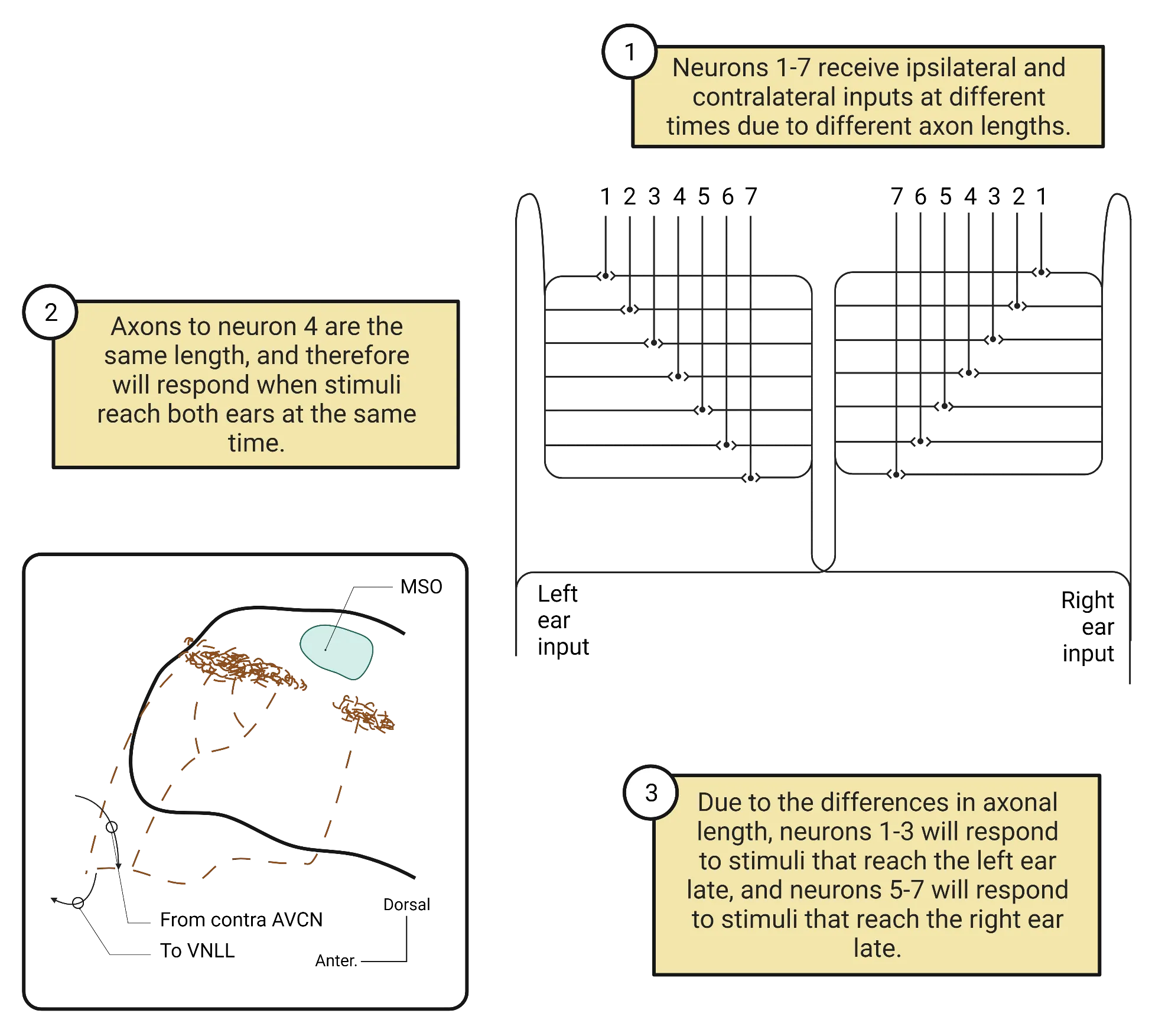 Top: A line drawing of 2 sets of 7 target cells (left and right). Lines show showing pathways of different lengths connecting to target cells on both sides, such that each target cell has an optical intra-aural delay that will excite it from both sides. Bottom: A drawing of pathways of different lengths in auditory sensation for birds.