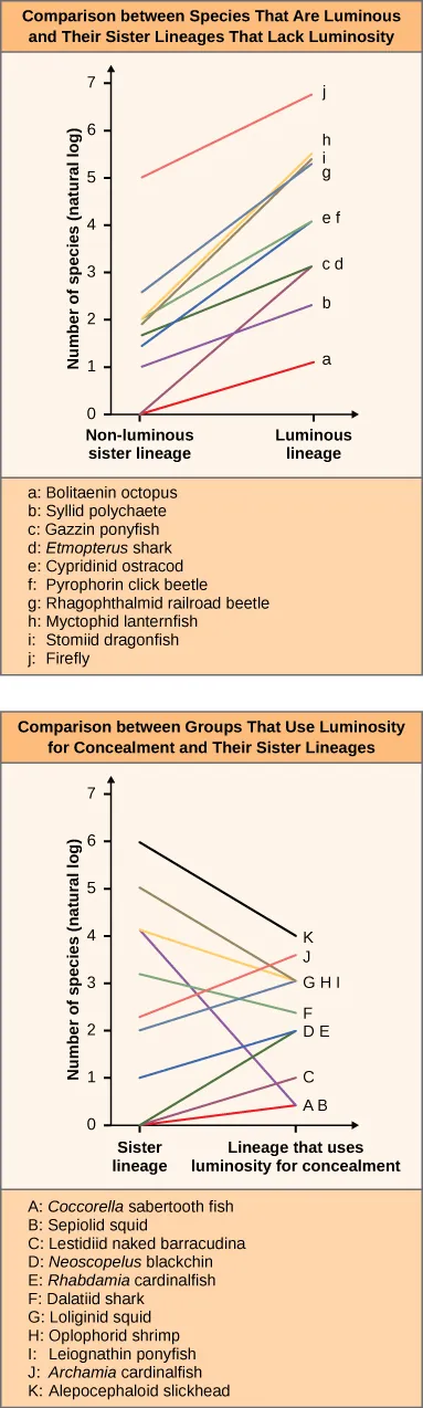 The right side of the table shows the comparison between species that are Luminous and their sister lineages that lack luminosity. The key for this being a: Bolitaenin octopus. B: Sylid polychaete. C: Gazzin ponyfish. D. etmopterus shark. E: cypridinid ostracod f: pyrophorin click beetle g: Rhagophthalmid railroad beetle, h: myctophid lanterfish i: stomiid dragonfish j: firefly. The verticle axis of the graph is labeled Number of species (natural log) it is labeled from 0 to 7. The x axis is labeled on the right side non-luminous sister lineage and the left side luminous lineage. The first diagonal red line goes from 0 to 1 and is labeled a. The second line goes from 0 up to 2.5 and is labeled c. the third line is from a and is labeled b. the next line goes up from 1.5 and is labeled d. The next line is from 1.7 and is labeled e. Two lines go diagonally up from 2 and are labeled with h and I. and finally the last line that goes up from 5 is labeled 