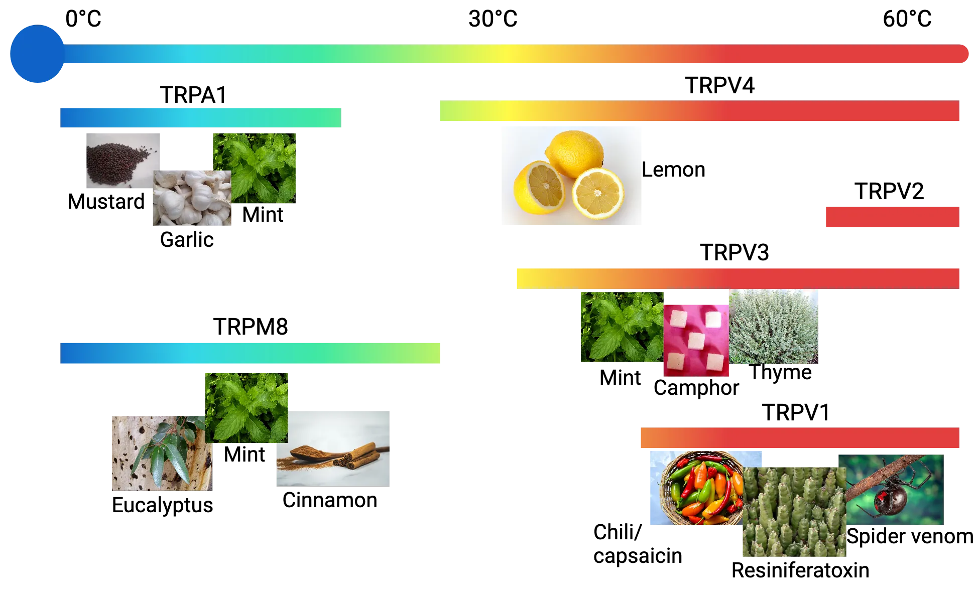Example photos of plant metabolites that activate temperature-sensitive channels (TRPs) are shown along with the receptors they activate and what temperature perception that leads to. TRP1A (cold): mustard, garlic, mint. TRMP8 (cold): Eucalyptus, mint, cinnamon. TRPV4 (hot): lemon. TRPV2 (hot). TRPV3 (hot): mint, camphor, thyme. TRPV1 (hot): chili/capsaicin, resiniferatoxin, spider venom.