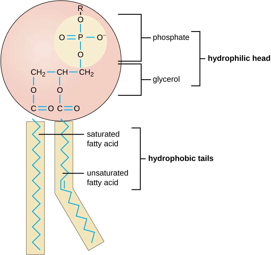 Phospholipid with two different fatty acids. Description below.