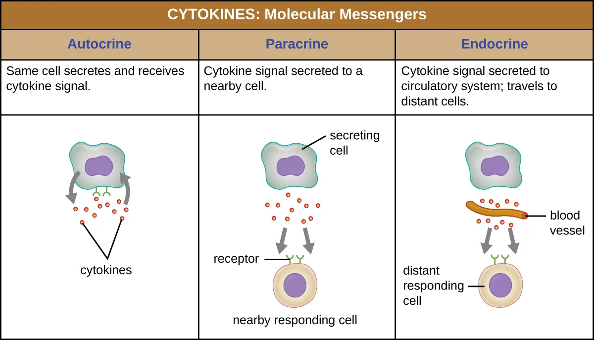 Cytokines are molecular messengers. Description below.