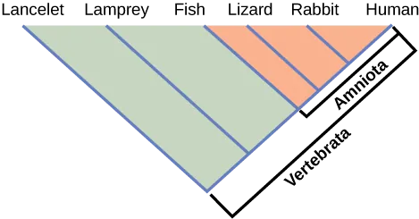 The illustration shows the V-shaped Vertebrata clade, which includes lancelets, lampreys, fish, lizards, rabbits, and humans. Lancelets are at the left tip of the V, and humans are at the right tip. Four more lines are drawn parallel to the lancelet line; each of these lines starts further up the right arm of the V than the next. At the end of each line, from left to right, are lampreys, fish, lizards, and rabbits. Lizards, rabbits, and humans are in the clade Amniota, which form a small V nested in the upper right-hand corner of the V-shaped Vertebrata clade.