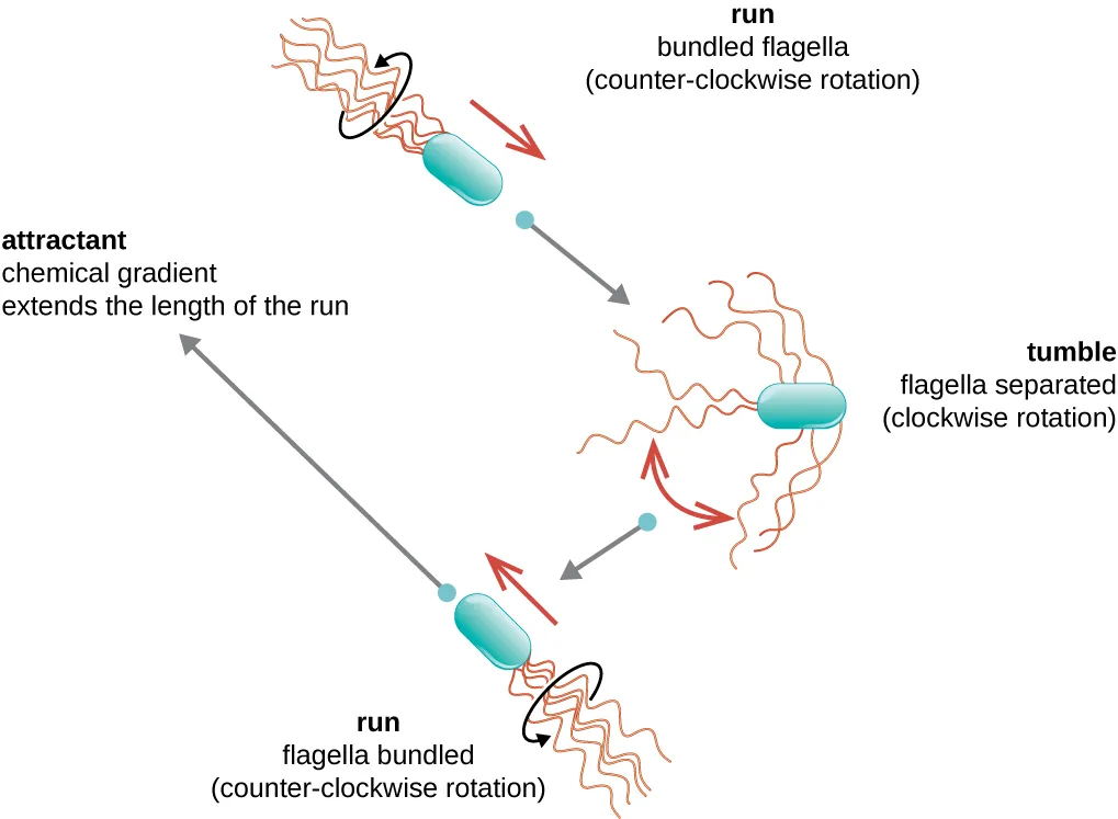 Bacterial motion. Description below.