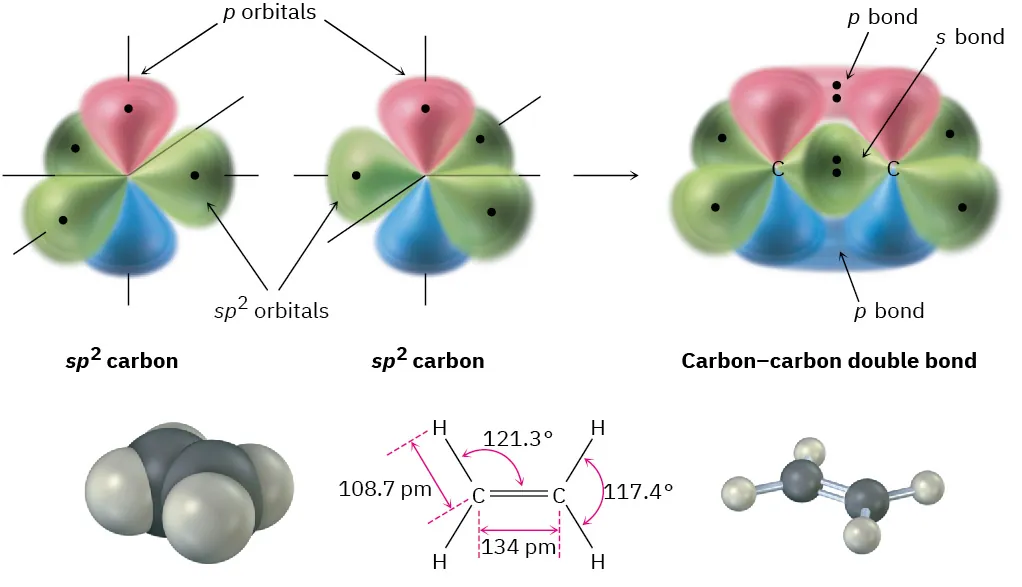 The formation of carbon-carbon double bond from two s p 2-hybridized carbon atoms. The space-filling model, chemical structure, and ball and stick model of ethylene are shown.