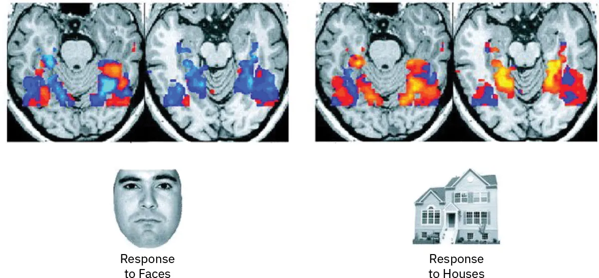 fMRI imaging showing brain responses to faces (mostly blue and some red/orange areas highlighted in brain) and houses (mostly orange/red and some blue areas highlighted in the brain).